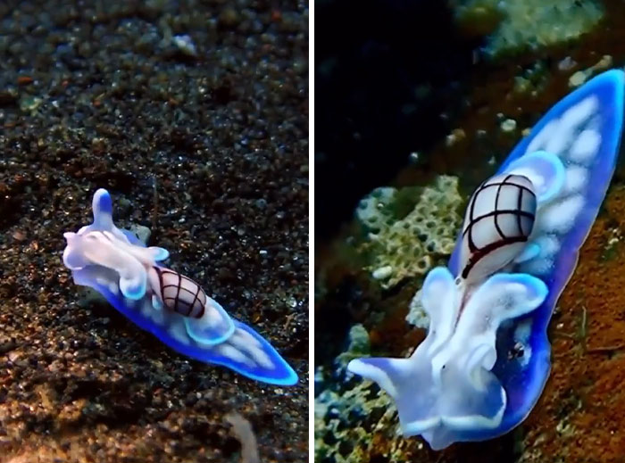 Close-up views of a vibrant blue ocean creature with unique patterns on its body in an underwater environment.