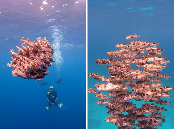 A diver swims near a large school of incredible ocean creatures forming a dense, swirling cluster underwater.