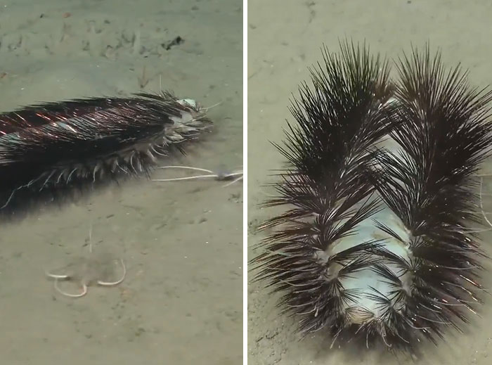 Two incredible ocean creatures with spiky black bristles on the ocean floor in a marine environment.