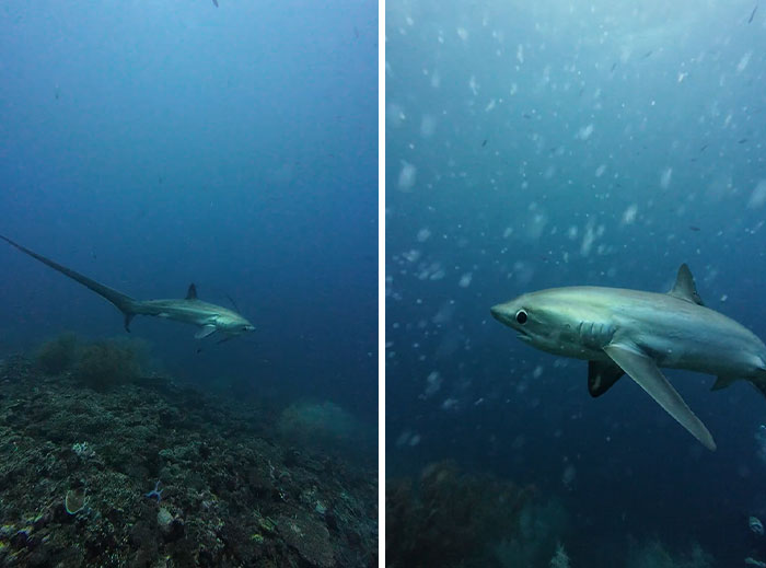 Thresher shark swimming over the ocean floor captured in incredible oceans creatures pics underwater scene.