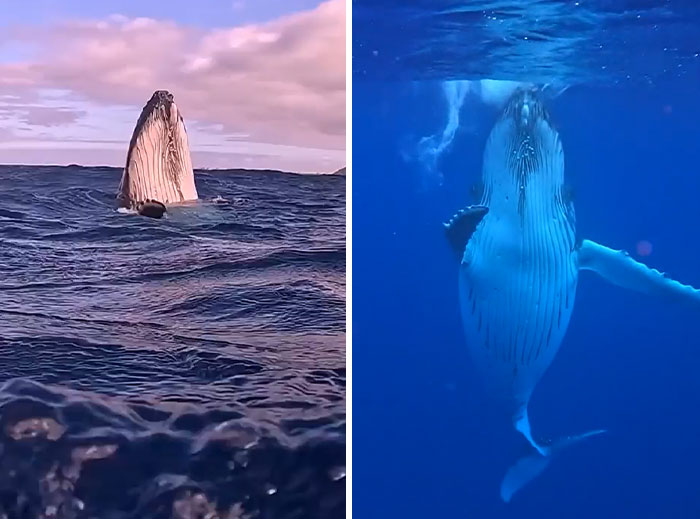 Humpback whale breaching and swimming underwater showcasing incredible ocean creatures in their natural habitat.