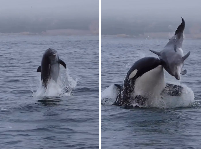 Orca and dolphin jumping out of water in ocean showcasing incredible oceans creatures in action.
