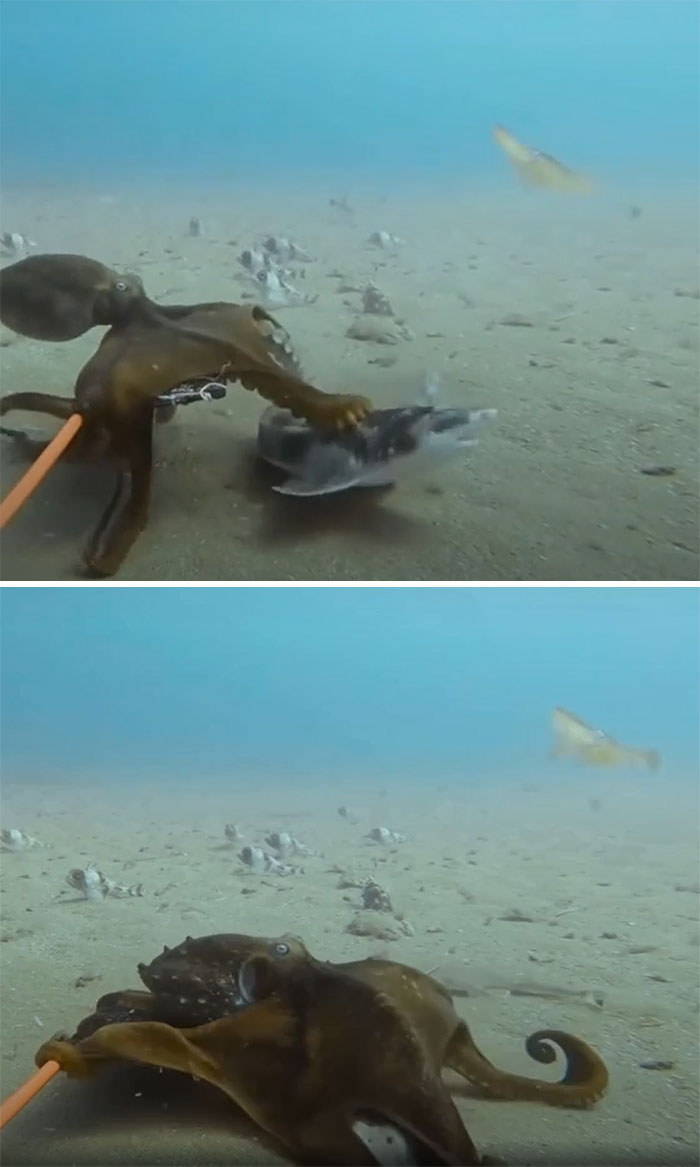 Octopus capturing a fish on the ocean floor showcasing incredible ocean creatures in their natural habitat.