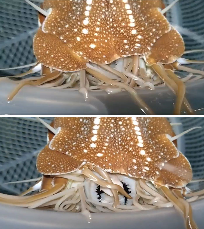 Close-up of an incredible ocean creature with detailed shell texture and numerous legs visible underwater.
