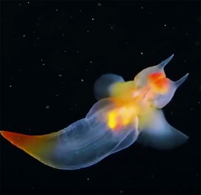 Bioluminescent ocean creature glowing with vibrant colors against a dark underwater background incredible oceans creatures pics