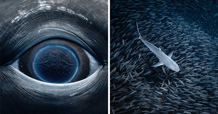 Photographer Captures Breathtaking Underwater Scenes (30 Pics)