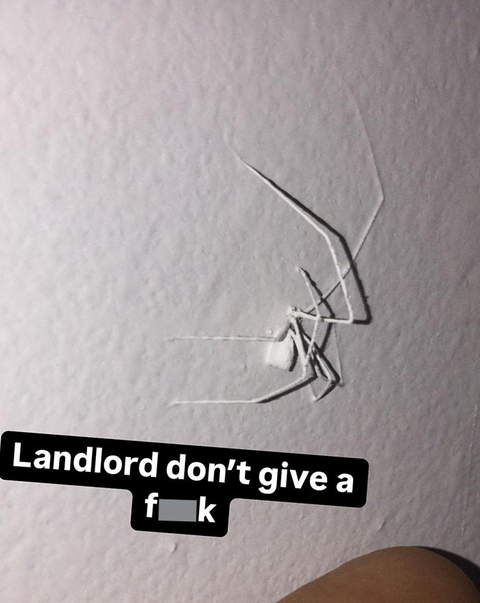 White spider on a textured wall highlighting infuriating landlords and landlord specials that upset renters.