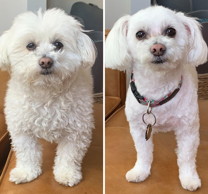 Before and after photos showing a white dog with curly fur transforming after a grooming session.