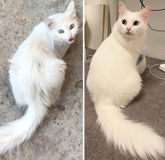 Before and after photos showing a white cat's transformation from dirty and scruffy to clean and well-groomed indoors.