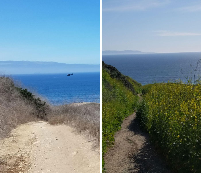 Side-by-side before and after photos of a coastal trail showing dry vegetation transformed into lush green growth.