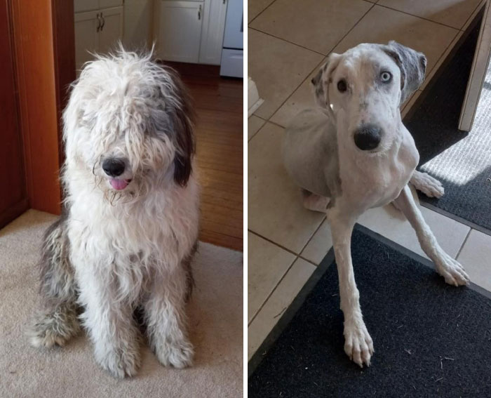 Side by side before and after photos of a dog showing dramatic change in appearance and grooming transformation.