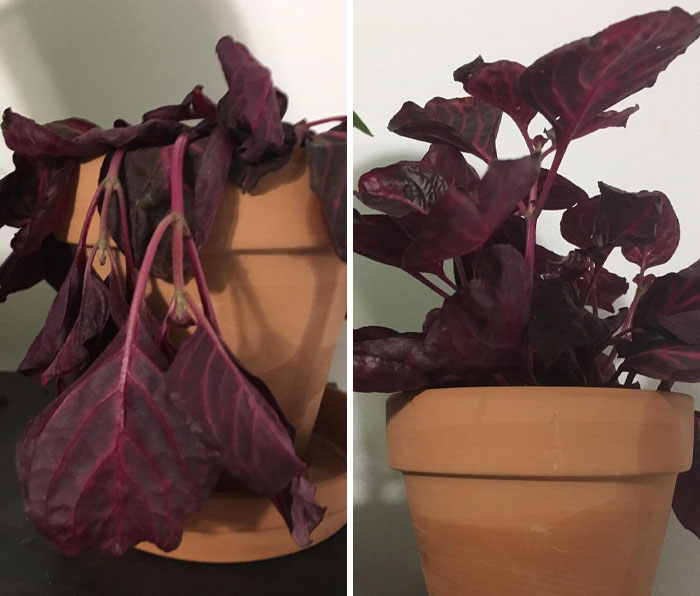 Before and after photos of a potted plant showing significant improvement in leaf health and vibrancy.
