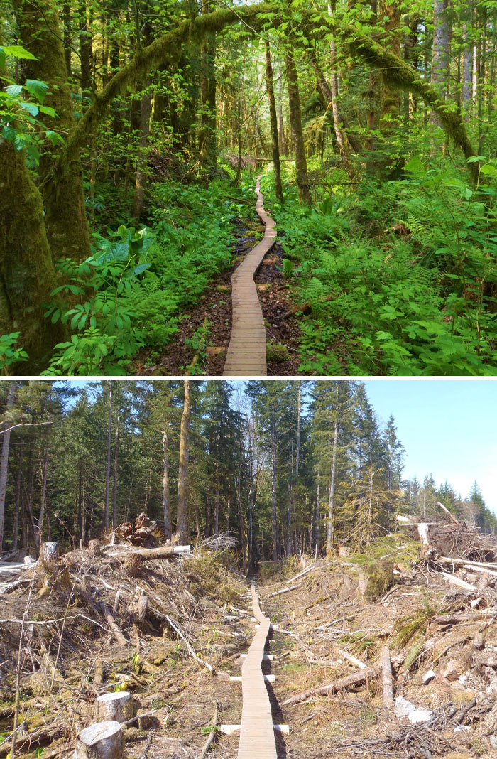 Before and after photos showing a forest path surrounded by lush greenery and then a cleared, barren landscape.