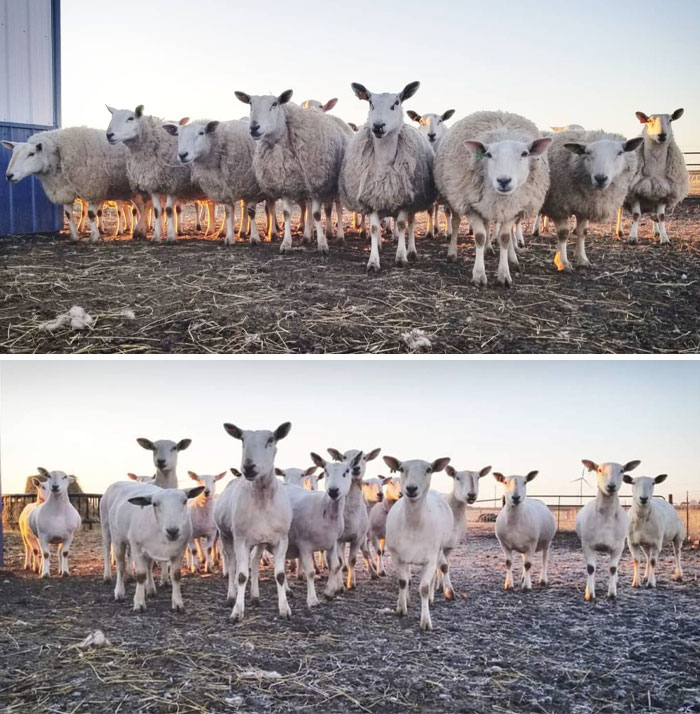 Before and after photos showing sheep with thick wool and the same sheep recently sheared, highlighting visible change.