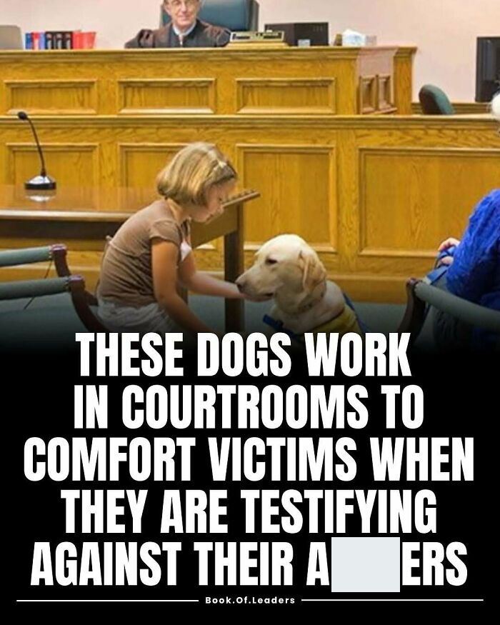 Child comforting a courtroom dog trained to help victims during testimony in a legal setting, facts to teach you.