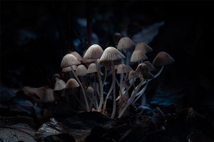 Cluster of bioluminescent mushrooms glowing in dark forest, illustrating future innovations that could change humanity.