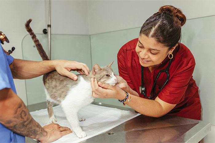 Veterinarian examining a cat in a clinic, symbolizing future innovations that will change humanity in the next 10 to 15 years.