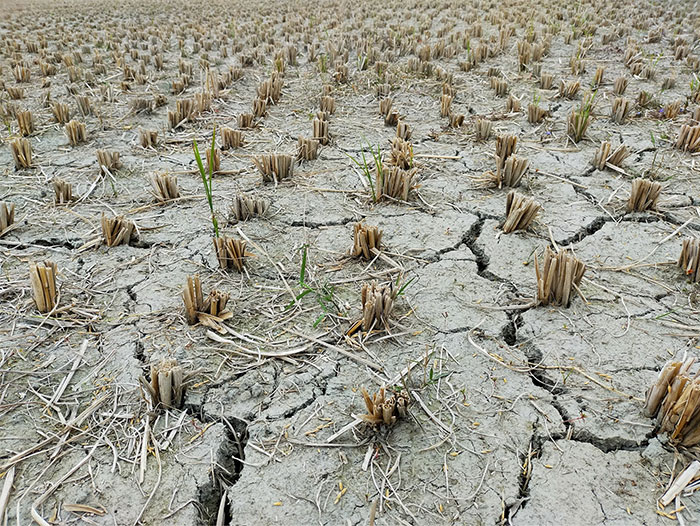 Dry c*****d soil with sparse plant growth representing environmental challenges impacting humanity's future changes.
