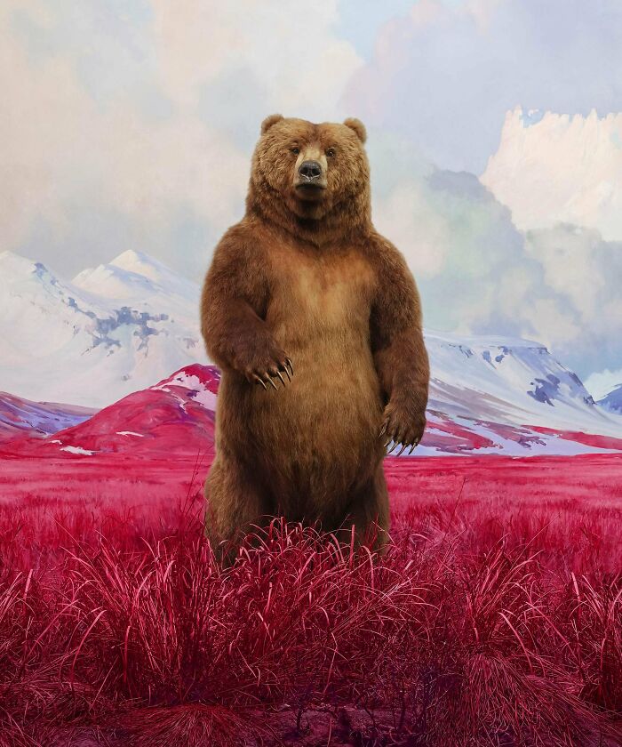 Brown bear standing in surreal red grasslands with mountains in the background, showcasing unsettling visions of the natural world.