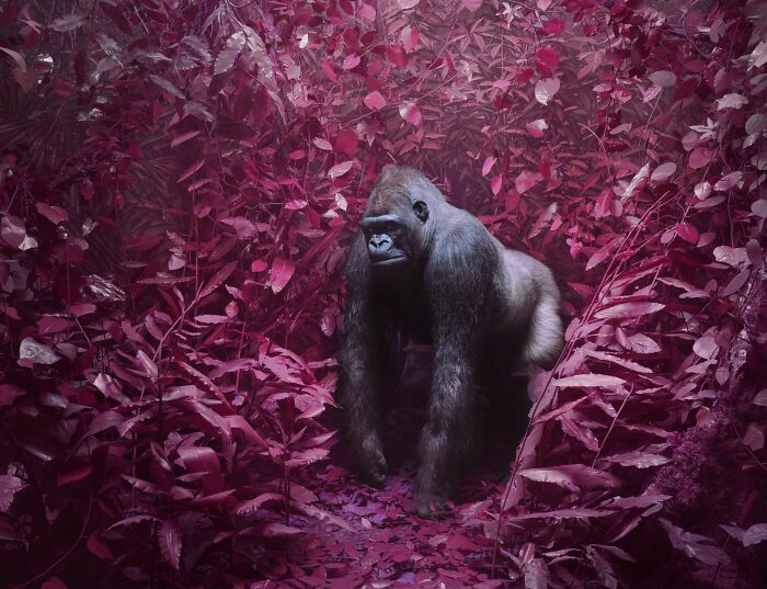 Gorilla standing in a dense surreal pink forest, showcasing a beautiful but unsettling vision of the natural world.