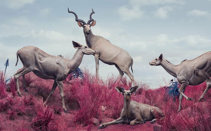 A surreal group of antelope in pink grass, depicting beautiful but unsettling visions of the natural world by Jim Naughten.