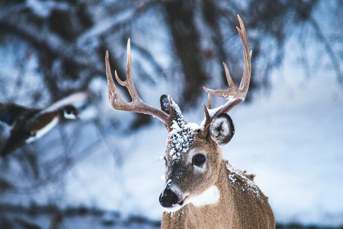 Deer in snowy forest, illustrating mind-boggling beliefs that smart people somehow still stand behind.