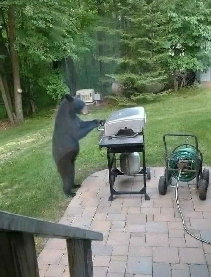 Black bear standing on hind legs, pawing at a backyard grill on a stone patio surrounded by green trees.