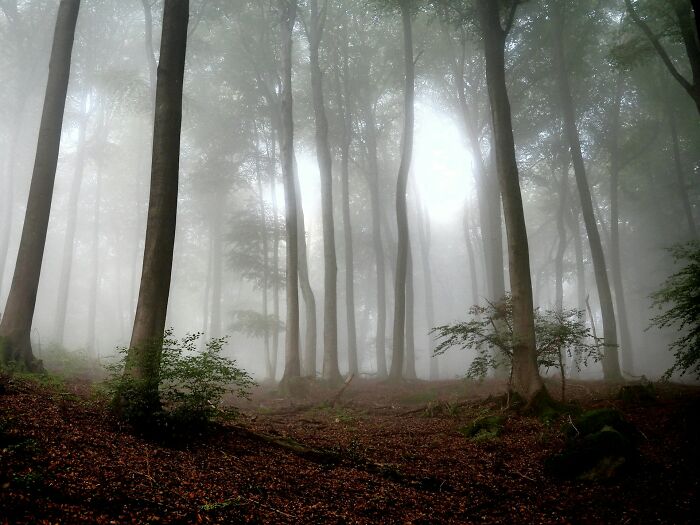 Foggy forest with tall trees creating a haunting atmosphere, capturing shocking experiences people have lived through.