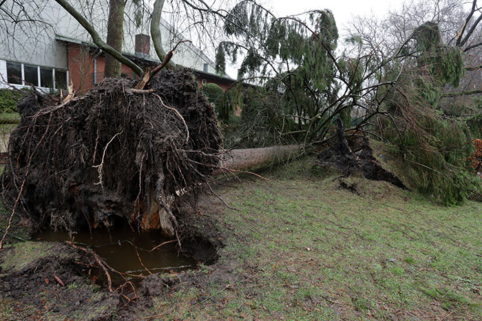 Uprooted tree fallen near house, illustrating precaution measures that saved lives during severe weather events.
