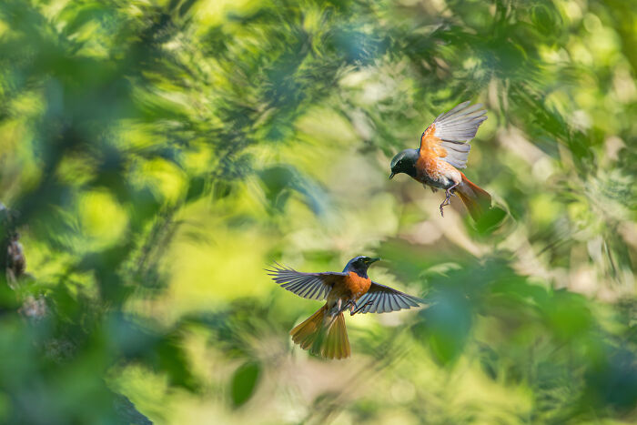 Two vibrant birds in mid-flight surrounded by green foliage, showcasing nature’s beauty in GDT 2024 photography winners.