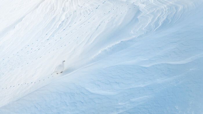 A white bird camouflaged on snowy terrain with detailed snow patterns in a GDT 2024 photography winners nature scene.