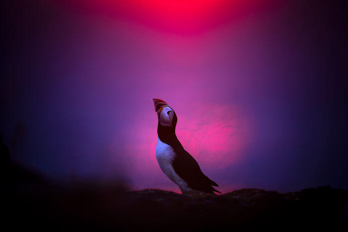 Puffin perched on a rock at dusk with a vibrant purple and pink sky, showcasing nature's beauty in GDT 2024 photography.