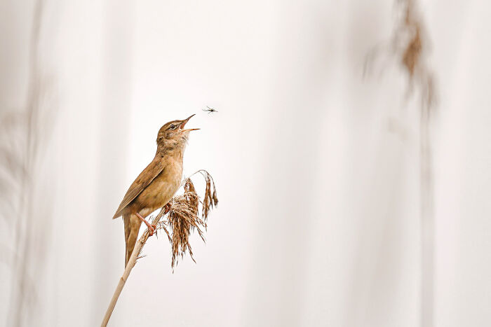 Bird perched on a reed about to catch an insect, showcasing nature’s beauty in GDT 2024 photography winners’ collection.