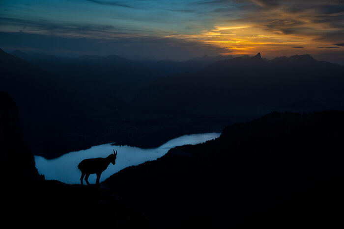 Silhouetted mountain goat at dusk beside a winding river, capturing nature’s beauty in GDT 2024 photography winners.