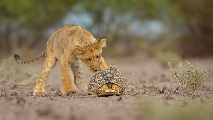 Young lion cub curiously inspecting a tortoise in a natural habitat, captured by GDT 2024 photography winners showcasing nature’s beauty.