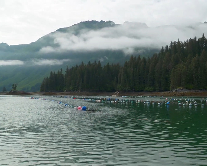Calm waters near a forested shoreline with mountains in fog, related to remains of missing family found after boating tragedy.