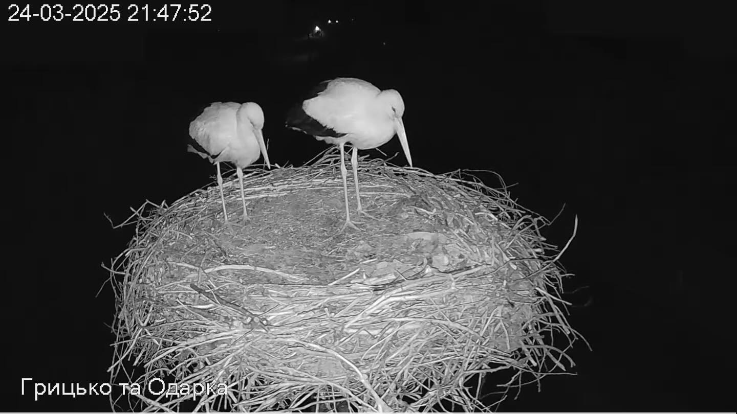 Internet Falls In Love With Ukrainian Storks Caught In A Relationship Scandal