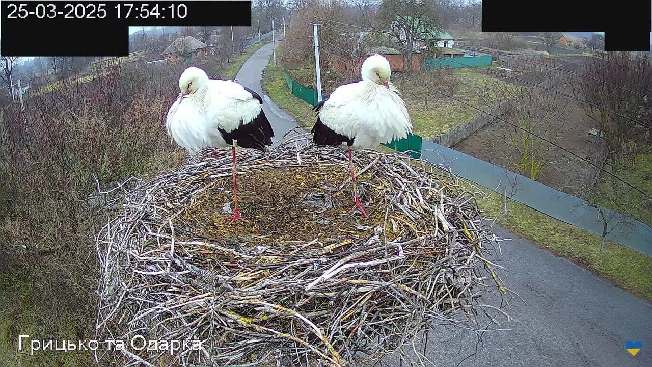 Internet Falls In Love With Ukrainian Storks Caught In A Relationship Scandal