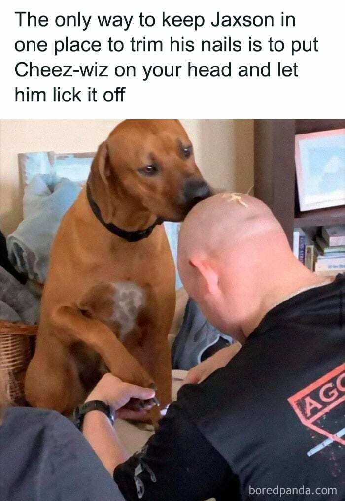 Doggo meme showing a dog licking Cheez-wiz off a person's head while getting nails trimmed.