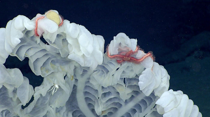 Deep-sea image of the longest living animal predating Shakespeare with translucent white body and red tentacles.