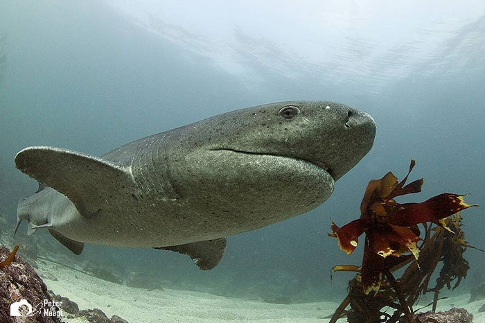 A Greenland shark swimming underwater near seaweed, known as one of the longest living animals.