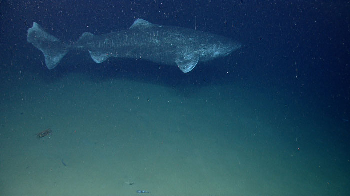 Deep sea image of a long living animal, a Greenland shark, swimming above the ocean floor.