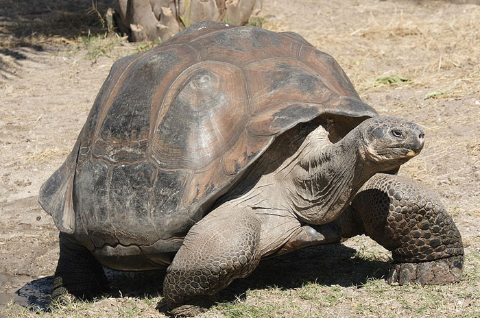 Giant tortoise, one of the longest living animals, walking on dry grass in natural outdoor habitat. Giant tortoise, one of the longest living animals, walking on dry grass in natural outdoor habitat.