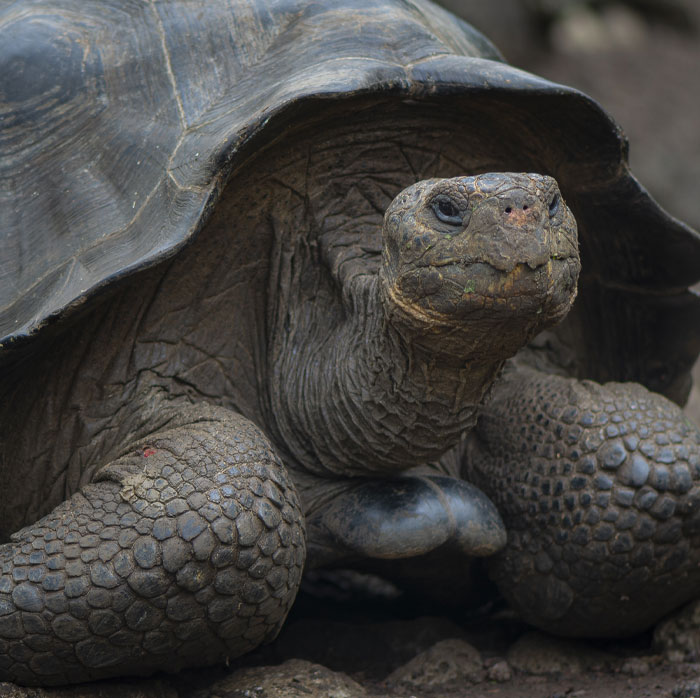 Close-up of one the longest living animals, a giant tortoise, showcasing its textured skin and shell details.