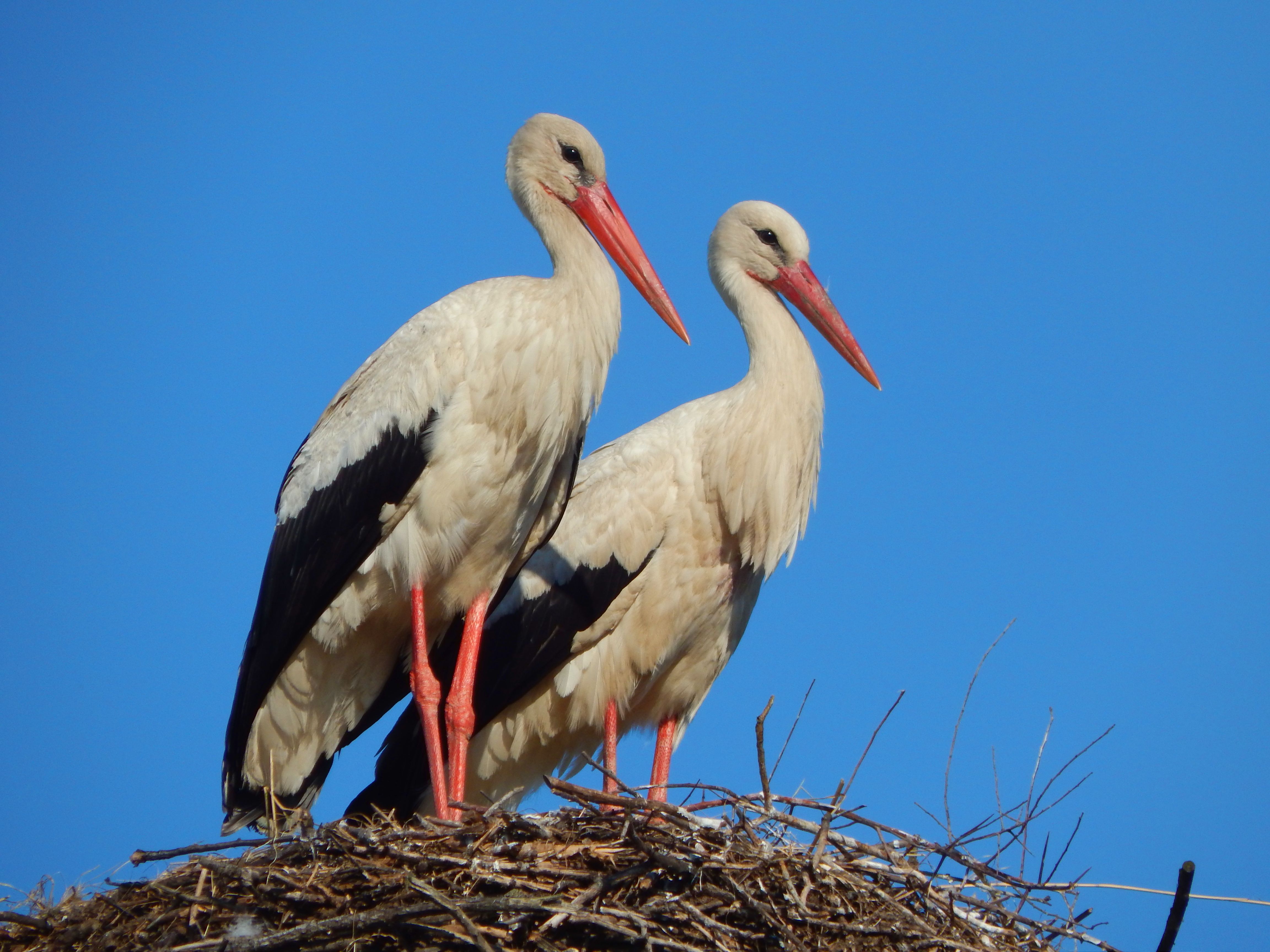 Internet Falls In Love With Ukrainian Storks Caught In A Relationship Scandal