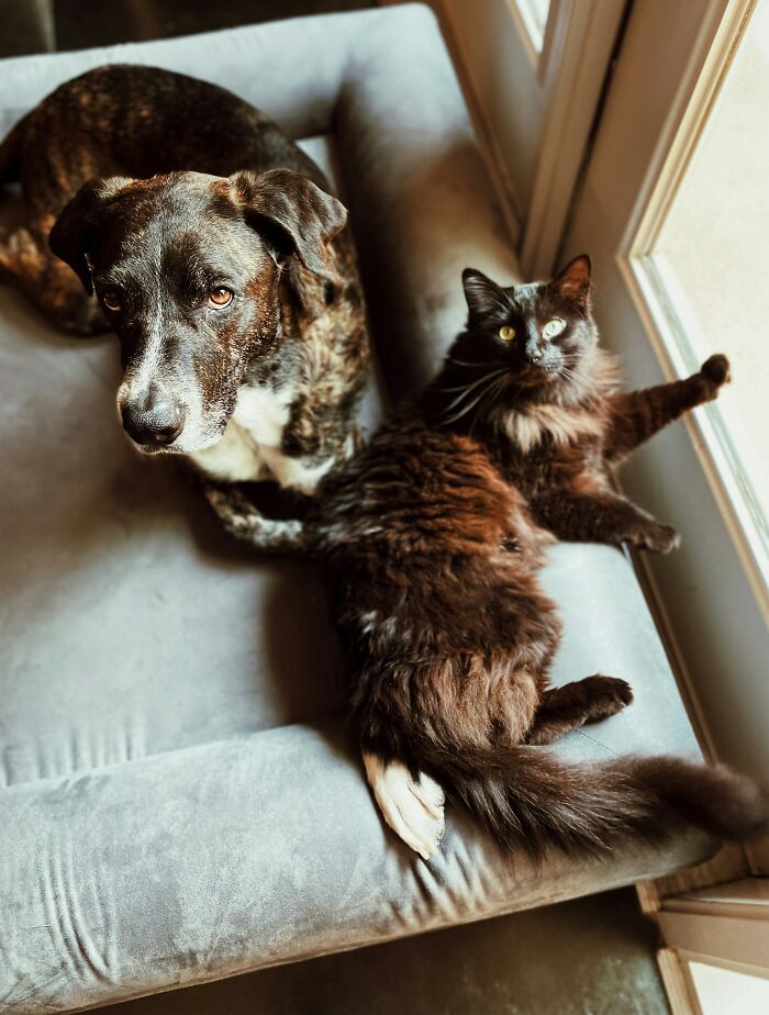 A dog and a fluffy cat lying side by side on a gray couch, illustrating moments that leave jaws hitting the ground.
