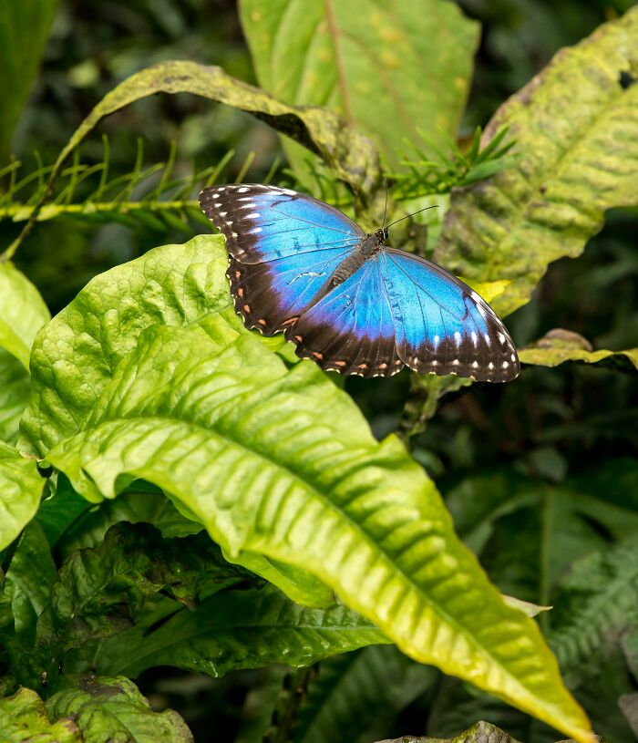 Blue butterfly resting on vibrant green leaves in a natural setting highlighting major event happening today outdoors.