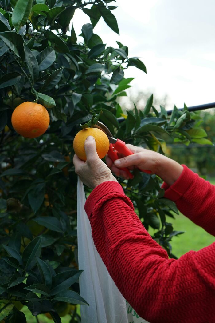 Hands in a red sweater harvesting an orange from a tree, focusing on a major event happening today not covered by media