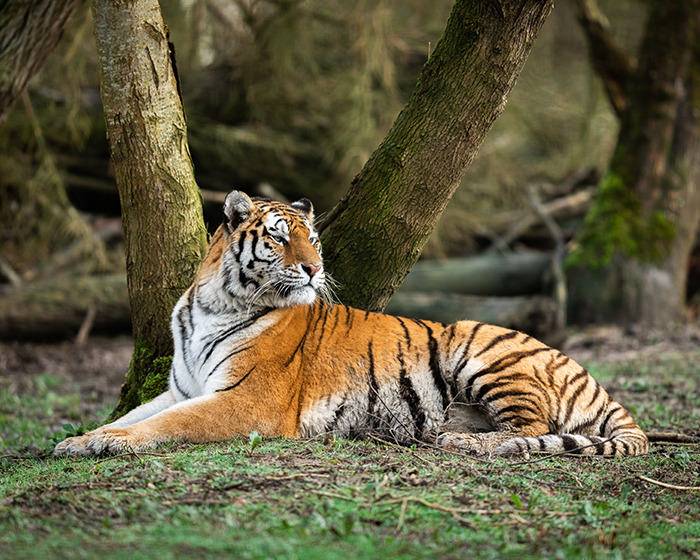 Tiger resting on grass near tree trunks in a forest setting, highlighting risks of a man attacked after trying to click a selfie with it. Tiger resting on grass near tree trunks in a forest setting, highlighting risks of a man attacked after trying to click a selfie with it.