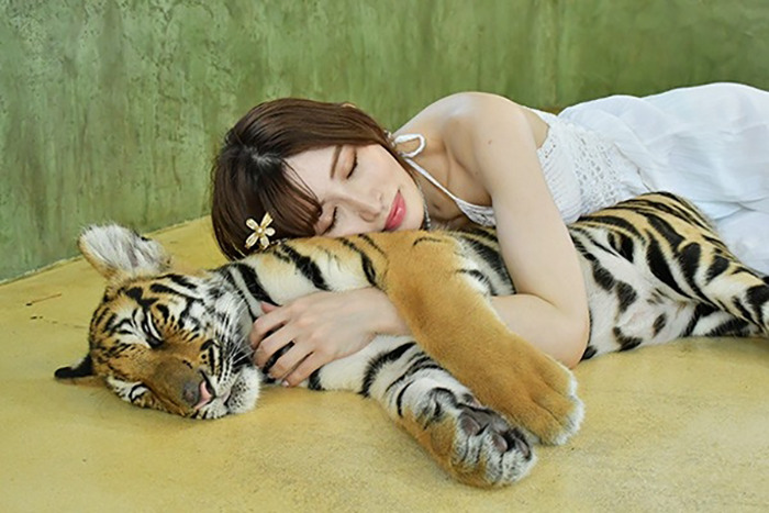 Woman lying next to a resting tiger, highlighting the risks involved in close encounters with wild tigers for selfies. Woman lying next to a resting tiger, highlighting the risks involved in close encounters with wild tigers for selfies.